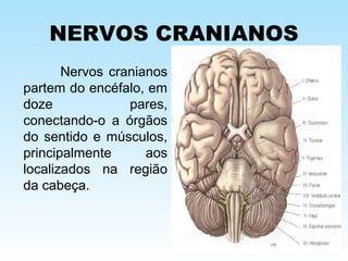 NERVOS CRANIANOS
Nervos cranianos
partem do encéfalo, em
doze pares,
conectando-o a órgãos
do sentido e músculos,
principalmente aos
localizados na região
da cabeça.
 