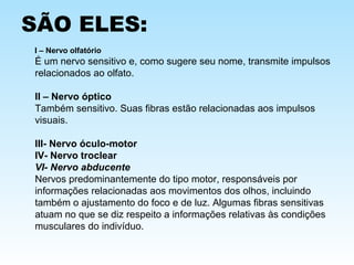 SÃO ELES:
I – Nervo olfatório
É um nervo sensitivo e, como sugere seu nome, transmite impulsos
relacionados ao olfato.
II – Nervo óptico
Também sensitivo. Suas fibras estão relacionadas aos impulsos
visuais.
III- Nervo óculo-motor
IV- Nervo troclear
VI- Nervo abducente
Nervos predominantemente do tipo motor, responsáveis por
informações relacionadas aos movimentos dos olhos, incluindo
também o ajustamento do foco e de luz. Algumas fibras sensitivas
atuam no que se diz respeito a informações relativas às condições
musculares do indivíduo.
 