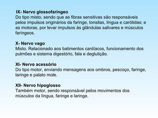 IX- Nervo glossofaríngeo
Do tipo misto, sendo que as fibras sensitivas são responsáveis
pelos impulsos originários da faringe, tonsilas, língua e carótidas; e
as motoras, por levar impulsos às glândulas salivares e músculos
faríngeos.
X- Nervo vago
Misto. Relacionado aos batimentos cardíacos, funcionamento dos
pulmões e sistema digestório, fala e deglutição.
XI- Nervo acessório
Do tipo motor, enviando mensagens aos ombros, pescoço, faringe,
laringe e palato mole.
XII- Nervo hipoglosso
Também motor, sendo responsável pelos movimentos dos
músculos da língua, faringe e laringe.
 