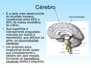 Cérebro
• É a parte mais desenvolvida
do encéfalo humano,
constituindo entre 85% e
90% da massa encefálica
do crânio.
• Sua superfície é
intensamente pregueada,
marcada por sulcos e
depressões, que definem os
giros, ou circunvoluções
cerebrais.
• Um profundo sulco
longitudinal divide quase
que completamente o
cérebro em pela metade,
formando os hemisférios
cerebrais direito e esquerdo.
Circunvoluções
 