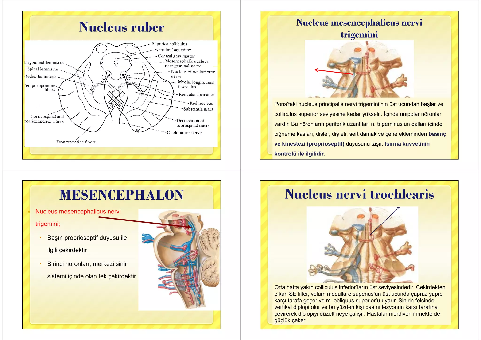 11 beyinsapidis32015