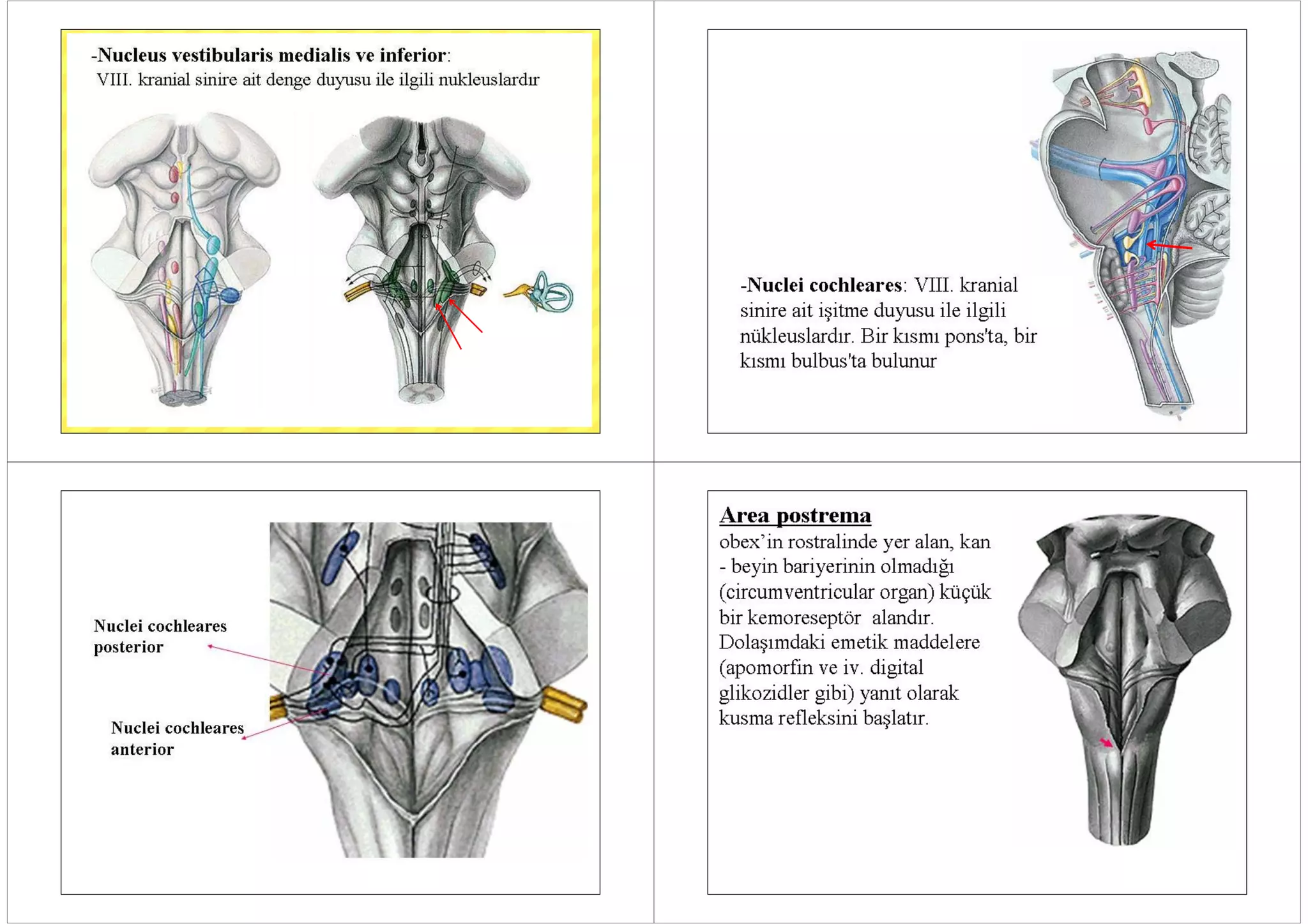 11 beyinsapidis32015