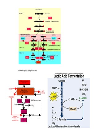 → Redução do piruvato

 