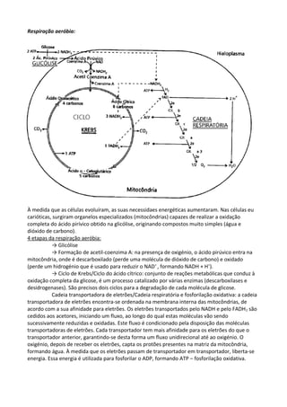 Respiração aeróbia:

À medida que as células evoluíram, as suas necessidaes energéticas aumentaram. Nas células eu
carióticas, surgiram organelos especializados (mitocôndrias) capazes de realizar a oxidação
completa do ácido pirívico obtido na glicólise, originando compostos muito simples (água e
dióxido de carbono).
4 etapas da respiração aeróbia:
→ Glicólise
→ Formação de acetil-coenzima A: na presença de oxigénio, o ácido pirúvico entra na
mitocôndria, onde é descarboxilado (perde uma molécula de dióxido de carbono) e oxidado
(perde um hidrogénio que é usado para reduzir o NAD+ , formando NADH + H+).
→ Ciclo de Krebs/Ciclo do ácido cítrico: conjunto de reações metabólicas que conduz à
oxidação completa da glicose, é um processo catalizado por várias enzimas (descarboxilases e
desidrogenases). São precisos dois ciclos para a degradação de cada molécula de glicose.
Cadeia transportadora de eletrões/Cadeia respiratória e fosforilação oxidativa: a cadeia
transportadora de eletrões encontra-se ordenada na membrana interna das mitocôndrias, de
acordo com a sua afinidade para eletrões. Os eletrões transportados pelo NADH e pelo FADH 2 são
cedidos aos acetores, iniciando um fluxo, ao longo do qual estas moléculas vão sendo
sucessivamente reduzidas e oxidadas. Este fluxo é condicionado pela disposição das moléculas
transportadoras de eletrões. Cada transportador tem mais afinidade para os eletrões do que o
transportador anterior, garantindo-se desta forma um fluxo unidirecional até ao oxigénio. O
oxigénio, depois de receber os eletrões, capta os protões presentes na matriz da mitocôndria,
formando água. À medida que os eletrões passam de transportador em transportador, liberta-se
energia. Essa energia é utilizada para fosforilar o ADP, formando ATP – fosforilação oxidativa.

 