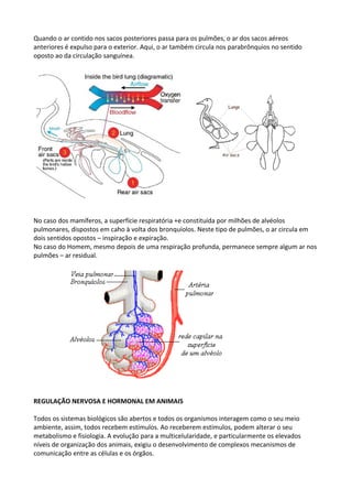 Quando o ar contido nos sacos posteriores passa para os pulmões, o ar dos sacos aéreos
anteriores é expulso para o exterior. Aqui, o ar também circula nos parabrônquios no sentido
oposto ao da circulação sanguínea.

No caso dos mamíferos, a superfície respiratória +e constituída por milhões de alvéolos
pulmonares, dispostos em caho à volta dos bronquíolos. Neste tipo de pulmões, o ar circula em
dois sentidos opostos – inspiração e expiração.
No caso do Homem, mesmo depois de uma respiração profunda, permanece sempre algum ar nos
pulmões – ar residual.

REGULAÇÃO NERVOSA E HORMONAL EM ANIMAIS
Todos os sistemas biológicos são abertos e todos os organismos interagem como o seu meio
ambiente, assim, todos recebem estímulos. Ao receberem estímulos, podem alterar o seu
metabolismo e fisiologia. A evolução para a multicelularidade, e particularmente os elevados
níveis de organização dos animais, exigiu o desenvolvimento de complexos mecanismos de
comunicação entre as células e os órgãos.

 