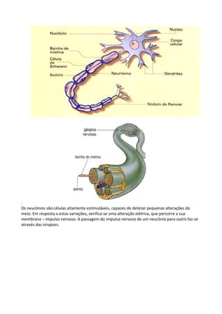 .
Os neurónios são células altamente estimuláveis, capazes de detetar pequenas alterações do
meio. Em resposta a estas variações, verifica-se uma alteração elétrica, que percorre a sua
membrana – impulso nervoso. A passagem do impulso nervoso de um neurónio para outro faz-se
através das sinapses.

 