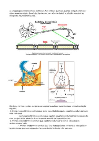 As sinapses podem ser químicas e elétricas. Nas sinapses químicas, quando o impulso nervoso
atinge as extremidades do axónio, libertam-se, para a fenda sináptica, substâncias químicas
designadas neurotransmissores.

O sistema nervoso regula a temperatura corporal através de mecanismos de retroalimentação
negativa.
→ Animais homeotérmicos: animais que têm a capacidadede regular a sua temperatura para um
nível constante.
− Animais endotérmicos: animais que regulam a sua temperatura corporal produzindo
calor por processos metabólicos ou usam mecanismos para perderem calor.
→ Animais poiquilotérmicos: animais que cuja temperatura varia com as alterações da
temperatura do meio.
− Animais ectotérmicos: animais cuja taxa metabólica não contraria as alterações de
temperatura e, portanto, dependem largamente das fontes de calor externas.

 