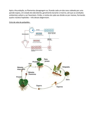 Após a fecundação, os filamentos desagregam-se, ficando cada um dos ovos rodeado por uma
parede espess, em estado de vida latente, geralmente durante o inverno, até que as condições
ambientais voltem a ser favoráveis. Então, o núcleo de cada ovo divide-se por meiose, formando
quatro núcleos haploides – três desses degenream.
Ciclo de vida do polipódio:

 