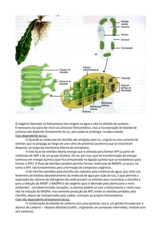 O oxigénio libertado na fotossíntese tem origem na água e não no dióxido de carbono.
É necessária luz para dar ínicio ao processo fotossintético, mas a incorporação de dióxido de
carbono não depende diretamente da luz, pois pode-se prolongar na obscuridade.
Fase dependente da luz:
→ Quando as moléculas de clorofila são atingidas pela luz, origina-se uma corrente de
elctrões que se propaga ao longo de uma série de proteínas (acetores) que se encontram
dispostas ao longo da membrana interna do cloroplasto.
→ Este fluxo de eletrões liberta energia que é utilizada para formar ATP (a partir de
moléculas de ADP e de um grupo fosfato). Diz-se, por isso, que há transformação de energia
luminosa em energia química (que fica armazenada na ligação química que se estabeleceu para
formar o ATP). O fluxo de eletrões também permite formar moléculas de NADPH, as quais, tal
como o ATP, são fundamentais para a formação de compostos orgânicos.
→ Os eletrões perdidos pela clorofila são repostos pela molécula de água, que sofre um
fenómeno de fotólise (desdobramento da molécula de água por ação da luz), o que permite a
separação dos átomos de hidrogénio (de onde provêm os eletrões para neutralizar a clorofila e
para a redução do NADP+ a NADPH) e de oxigénio (que é libertado pela planta para o meio
ambiente). - em determinadas situações, as plantas podem só usar o fotossistema I, neste caso
não há redução do NADPH, mas somente produção de ATP, então os eletrões perdidos pela
clorofila, depois de transportados pela cadeia, reressam ao próprio fotosssistema.
Fase não dependente diretamente da luz:
→ Combinação do dióxido de carbono com uma pentose, isto é, um glícido formado por 5
átomos de carbono – ribulose difosfato (ruDP)-, originando um composto intermédio, instável com
seis carbonos.

 