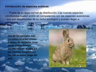 Introducción de especies exóticas:
Fuera de su área normal de distribución. Las nuevas especies
introducidas suelen entrar en competencia con las especies autóctonas
, que son desplazadas de su nicho ecológico y pueden llegar a
extinguirse
Uno de los ejemplos más
conocidos es el del conejo
europeo en Australia. Unas
pocas parejas fueron
introducidas en el siglo XIX
por motivos cinegéticos y
hoy son la mayor plaga del
país.
 