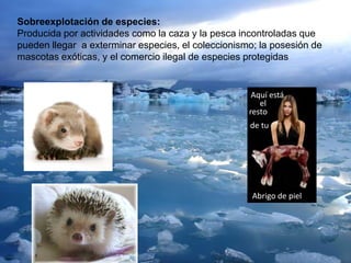 Sobreexplotación de especies:
Producida por actividades como la caza y la pesca incontroladas que
pueden llegar a exterminar especies, el coleccionismo; la posesión de
mascotas exóticas, y el comercio ilegal de especies protegidas
Aquí está
el
resto
de tu
Abrigo de piel
 