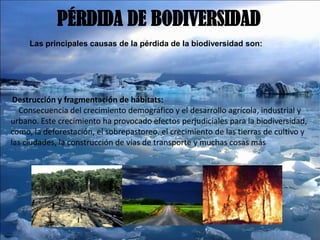PÉRDIDA DE BODIVERSIDAD
Las principales causas de la pérdida de la biodiversidad son:
•Destrucción y fragmentación de hábitats:
Consecuencia del crecimiento demográfico y el desarrollo agrícola, industrial y
urbano. Este crecimiento ha provocado efectos perjudiciales para la biodiversidad,
como, la deforestación, el sobrepastoreo, el crecimiento de las tierras de cultivo y
las ciudades, la construcción de vías de transporte y muchas cosas más
 