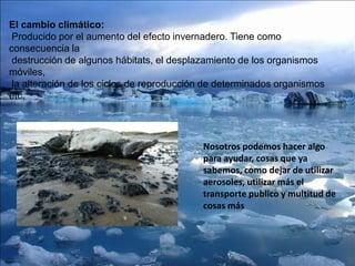 El cambio climático:
Producido por el aumento del efecto invernadero. Tiene como
consecuencia la
destrucción de algunos hábitats, el desplazamiento de los organismos
móviles,
la alteración de los ciclos de reproducción de determinados organismos
etc.
Nosotros podemos hacer algo
para ayudar, cosas que ya
sabemos, como dejar de utilizar
aerosoles, utilizar más el
transporte publico y multitud de
cosas más
 