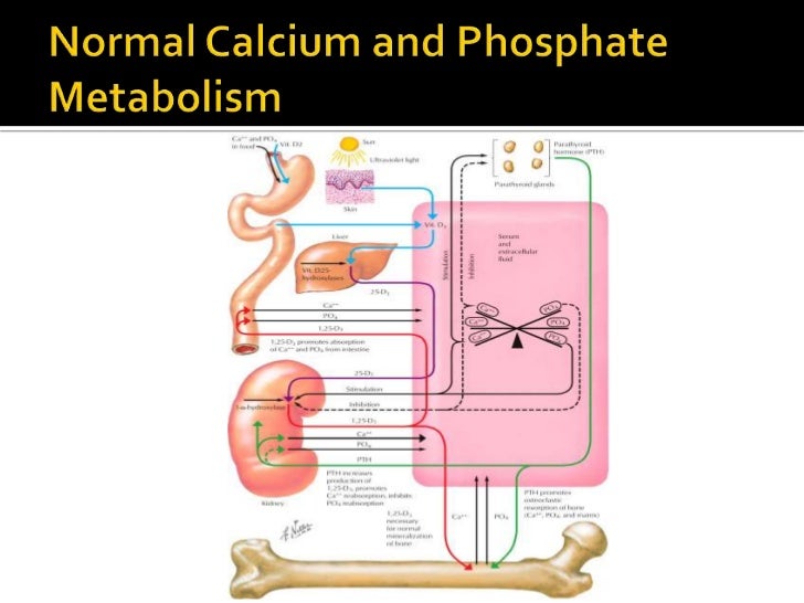 blood calcium, phosphorus, and magnesium deded
