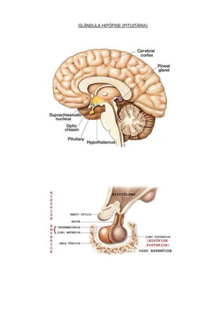 GLÂNDULA HIPÓFISE (PITUITÁRIA)

 