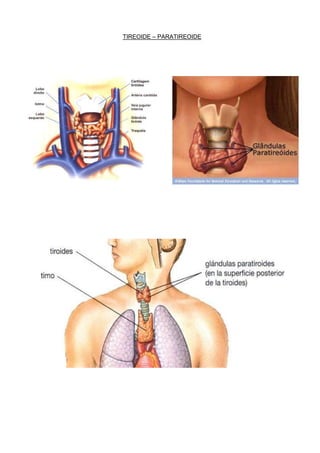 TIREOIDE – PARATIREOIDE

 