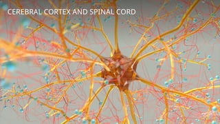 Comprehensive Overview of the Cerebral Cortex and Spinal Cord Functions ...