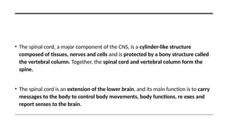 Comprehensive Overview of the Cerebral Cortex and Spinal Cord Functions ...