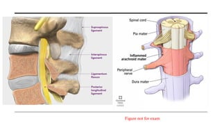 Comprehensive Overview of the Cerebral Cortex and Spinal Cord Functions ...