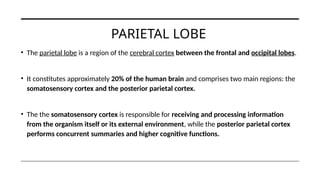 Comprehensive Overview of the Cerebral Cortex and Spinal Cord Functions ...