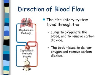 Direction of Blood Flow The circulatory system flows through the  Lungs to oxygenate the blood, and to remove carbon dioxide.  The body tissue to deliver oxygen and remove carbon dioxide. Capillaries in the lungs Capillaries in the body tissues 