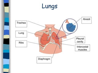 Lungs Trachea Lung Ribs Diaphragm Pleural cavity Intercostal muscles Alveoli 