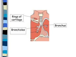 Bronchioles Rings of cartilage Bronchus 