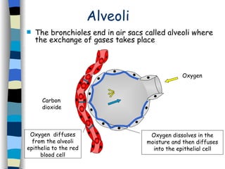 Alveoli The bronchioles end in air sacs called alveoli where the exchange of gases takes place Oxygen Carbon  dioxide Oxygen dissolves in the moisture and then diffuses into the epithelial cell Oxygen  diffuses from the alveoli epithelia to the red blood cell 