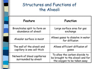 Structures and Functions of the Alveoli To allow the carbon dioxide to be brought to the alveoli and for the oxygen to be taken away Network of blood capillaries surrounded by alveoli Allows efficient diffusion of gases The wall of the alveoli and capillary is one cell thick Allows gases to dissolve in water for diffusion Alveolar surface is moist Large surface area far gas exchange Bronchioles split to form an abundance of alveoli Function Feature 