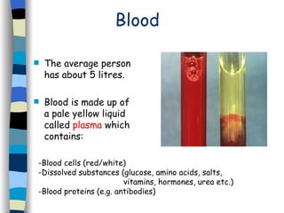 Blood The average person has about 5 litres. Blood is made up of a pale yellow liquid called  plasma  which contains: -Blood cells (red/white) -Dissolved substances (glucose, amino acids, salts,  vitamins, hormones, urea etc.) -Blood proteins (e.g. antibodies) 