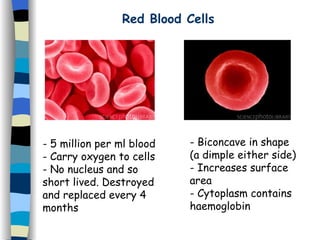 Red Blood Cells 5 million per ml blood Carry oxygen to cells No nucleus and so short lived. Destroyed and replaced every 4 months Biconcave in shape (a dimple either side) Increases surface area Cytoplasm contains haemoglobin 
