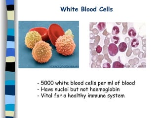 White Blood Cells 5000 white blood cells per ml of blood Have nuclei but not haemoglobin Vital for a healthy immune system 