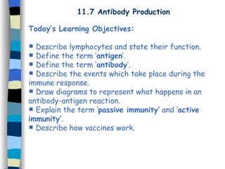 11.7 Antibody Production Today’s Learning Objectives: Describe lymphocytes and state their function. Define the term ‘ antigen ’. Define the term ‘ antibody ’. Describe the events which take place during the immune response. Draw diagrams to represent what happens in an antibody-antigen reaction. Explain the term ‘ passive immunity’  and ‘ active immunity’ . Describe how vaccines work. 