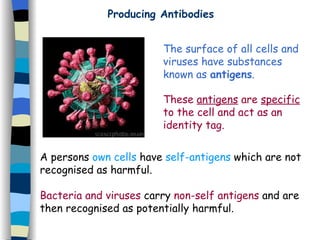 Producing Antibodies The surface of all cells and viruses have substances known as  antigens . These  antigens  are  specific  to the cell and act as an identity tag. A persons  own cells  have  self-antigens  which are not recognised as harmful. Bacteria and viruses  carry  non-self antigens  and are then recognised as potentially harmful. 