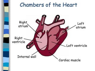 Chambers of the Heart Right atrium Right ventricle Left atrium Left ventricle Internal wall Cardiac muscle 