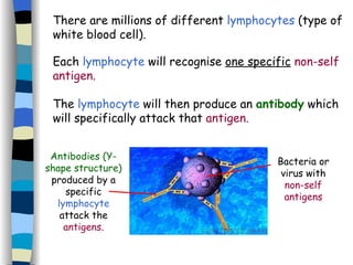 There are millions of different  lymphocytes  (type of white blood cell). Each  lymphocyte  will recognise  one specific   non-self antigen. The  lymphocyte  will then produce an  antibody  which will specifically attack that  antigen. Antibodies (Y-shape structure) produced by a specific  lymphocyte  attack the   antigens. Bacteria or virus with  non-self antigens 