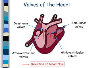 Valves of the Heart Atrioventricular valves Semi lunar valves Semi lunar valves Atrioventricular valves Direction of blood flow 