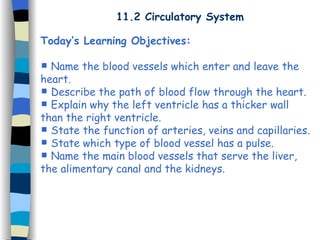 11.2 Circulatory System Today’s Learning Objectives: Name the blood vessels which enter and leave the heart. Describe the path of blood flow through the heart. Explain why the left ventricle has a thicker wall than the right ventricle. State the function of arteries, veins and capillaries. State which type of blood vessel has a pulse. Name the main blood vessels that serve the liver, the alimentary canal and the kidneys. 
