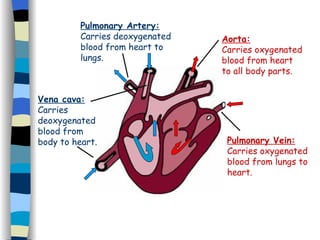 Vena cava: Carries deoxygenated blood from body to heart. Pulmonary Artery: Carries deoxygenated blood from heart to lungs. Pulmonary Vein: Carries oxygenated blood from lungs to heart. Aorta: Carries oxygenated blood from heart to all body parts. 