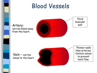 Blood Vessels Artery:  carries blood away from the heart. Vein –  carries blood to the heart Thick muscular wall Thinner walls than arteries. Contain valves to prevent back flow. 