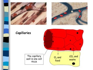 The capillary wall is one cell thick O 2  and food CO 2  and waste Capillaries 