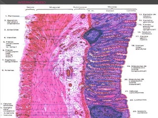 INTESTINO GRUESO