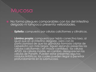MucosaNo forma pliegues comparables con los del intestino delgado ni tampoco presenta vellosidades. Epitelio: compuesto por células caliciformes y cilíndricas.Lámina propia: compuesta por tejido conectivo laxo, al igual que en el intestino delgado, pero con la particularidad de que las glándulas llamada criptas de Lieberkühn son más largas. Siguen estando presentes las células caliciformes ( en mayor cantidad), las células APUD, las células madre, en cambio, desaparecen las células de Paneth. Pueden estar presentes algunos nódulos linfáticos, los cuales pueden llegar a penetrar profundamente en la submucosa.