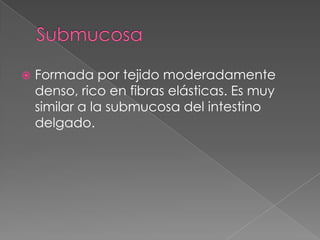 SubmucosaFormada por tejido moderadamente denso, rico en fibras elásticas. Es muy similar a la submucosa del intestino delgado.