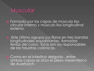 MuscularFormada por las capas de músculo liso circular interno y músculo liso longitudinal externo.Este último agrupa sus fibras en tres bandas longitudinales equidistantes, llamadas tenias del colon. Estas son las responsables de las haustrascolónicas. Como en el intestino delgado , entre ambas capas se sitúa el plexo mesentérico de Auerbach.