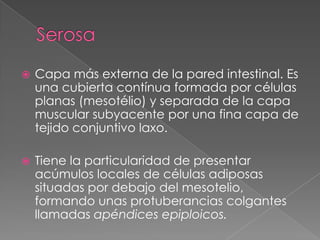 SerosaCapa más externa de la pared intestinal. Es una cubierta contínua formada por células planas (mesotélio) y separada de la capa muscular subyacente por una fina capa de tejido conjuntivo laxo. Tiene la particularidad de presentar acúmulos locales de células adiposas situadas por debajo del mesotelio, formando unas protuberancias colgantes llamadas apéndices epiploicos.