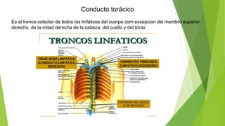 Conducto torácico
Es el tronco colector de todos los linfáticos del cuerpo com excepcion del membro superior
derecho, de la mitad derecha de la cabeza, del cuello y del tórax
 