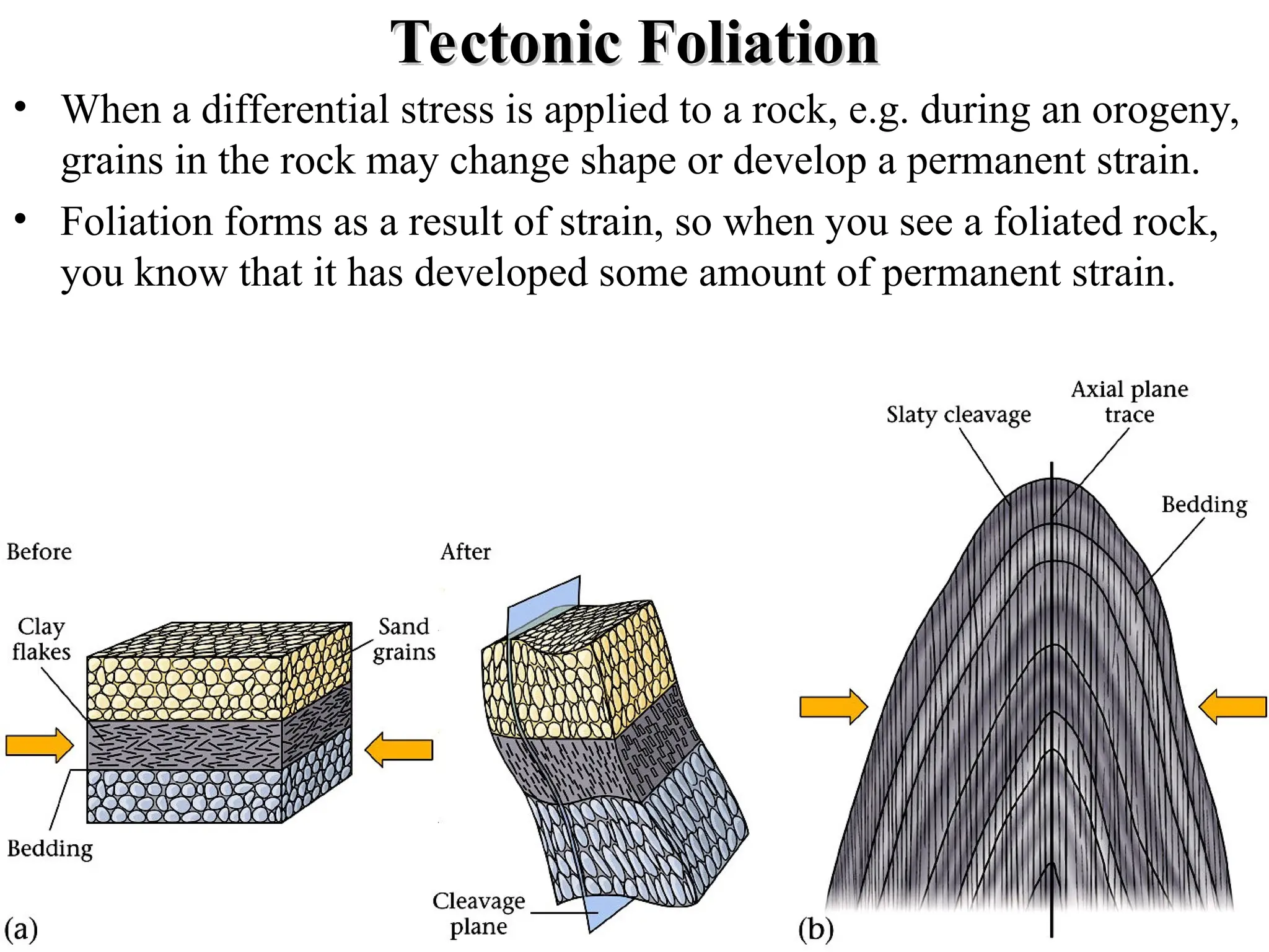 Tectonic Foliation
Tectonic Foliation
• When a differential stress is applied to a rock, e.g. during an orogeny,
grains in the rock may change shape or develop a permanent strain.
• Foliation forms as a result of strain, so when you see a foliated rock,
you know that it has developed some amount of permanent strain.
 