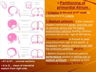 Partitioning of
primordial Atrium :
It begins at the end of 4th week by
development of 2 septa.
1-Septum primum : a thin crescent-
shaped membrane grows from the roof
of common atrium into the fusing
endocardial cushions dividing common
primitive atrium into right & left halves.
-Foramen primum is formed to pass
oxyg.blood from righ to left atrium. It
disapears as septum primum fuses with
the endocard.cushions,(A1-C1).
Before closure of foramen primum ,
perforations appear in central part of
septum primium… coalesce to form
Foramen Secundum (C1-D1).
A1 to D1… coronal sections
A to D… views of interatrial
septum from right side.
 