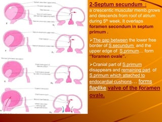 2-Septum secundum :
a crescentic muscular memb.grows
and descends from roof of atrium
during 5th week. It overlaps
foramen secondum in septum
primum .
The gap between the lower free
border of S.secundum and the
upper edge of S.primum… form
‘’foramen ovale’’.
Cranial part of S.primum
disappears and remaining part of
S.primum which attached to
endocardial cushions… forms
flaplike valve of the foramen
ovale.
 